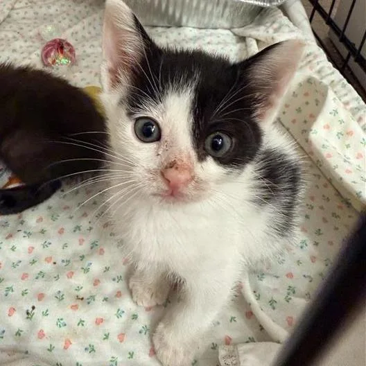 A baby small-sized male White Domestic Short Hair cat named Furry Potato for adoption in Jacksonville, FL