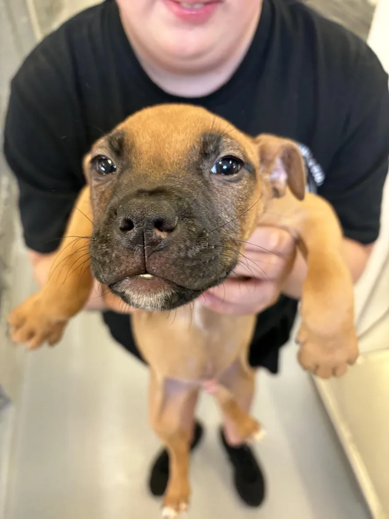 A baby medium-sized male White / Cream Pit Bull Terrier dog named Kona for adoption in Ashland, VA