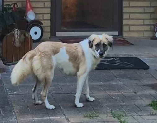 Oscar Htx thumbnail 3