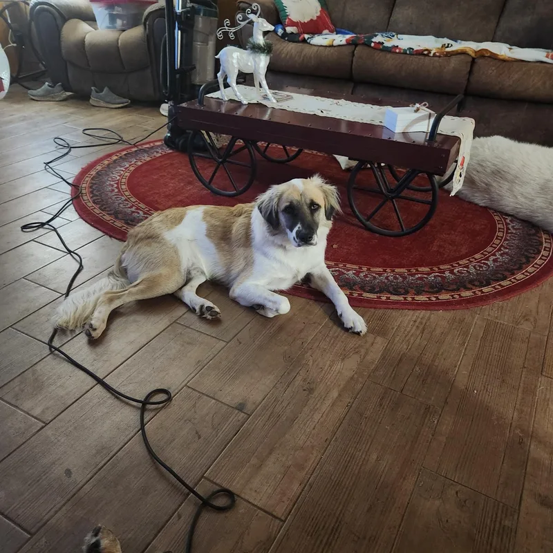 Oscar Htx thumbnail 5