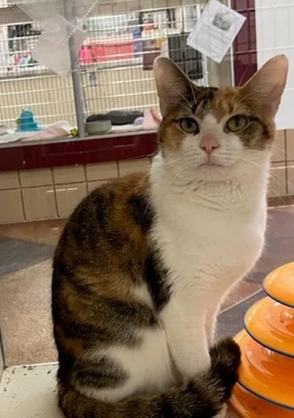 A young small-sized female Domestic Short Hair cat named Gilda for adoption in Springfield, MA