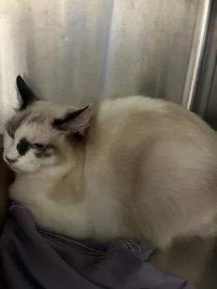 An adult medium-sized female Domestic Medium Hair cat named Ria for adoption in Gainesville, FL