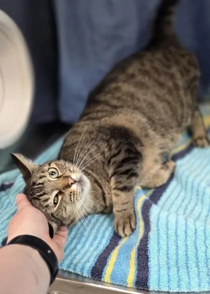 An adult medium-sized female Domestic Short Hair cat named Monica for adoption in Westland, MI