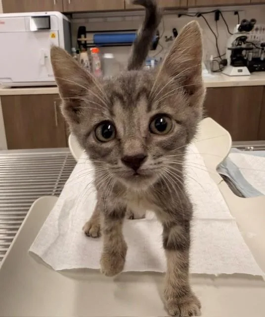 A baby small-sized female Domestic Short Hair cat named Carla for adoption in Baytown, TX