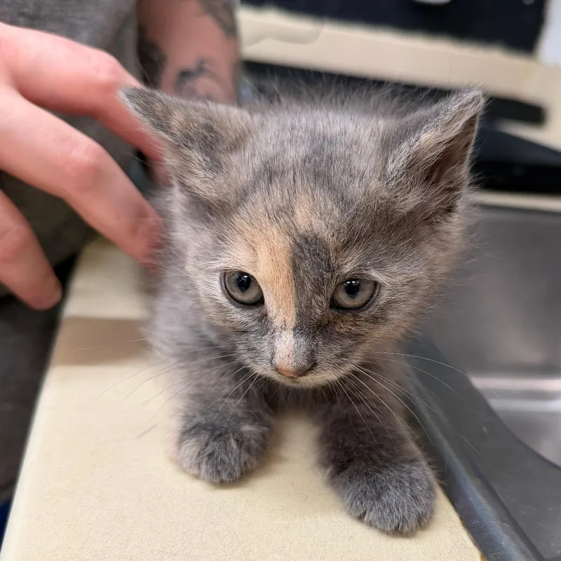 A baby small-sized female Gray / Blue / Silver Domestic Short Hair cat named Pumpkin Spice for adoption in Ardmore, OK