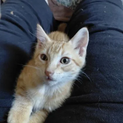 A baby small-sized male Domestic Short Hair cat named Comet for adoption in Janesville, WI