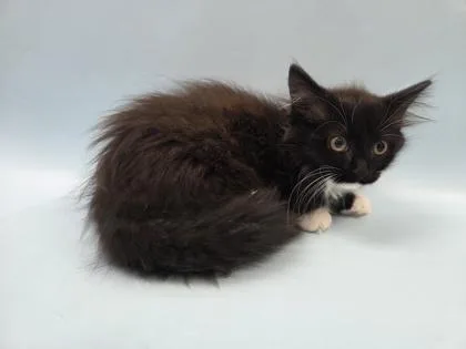 A baby small-sized female Domestic Long Hair cat named Susu for adoption in Woodbury, MN