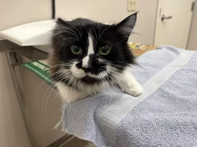 An adult medium-sized male Domestic Medium Hair cat named Bernie for adoption in McKinleyville, CA