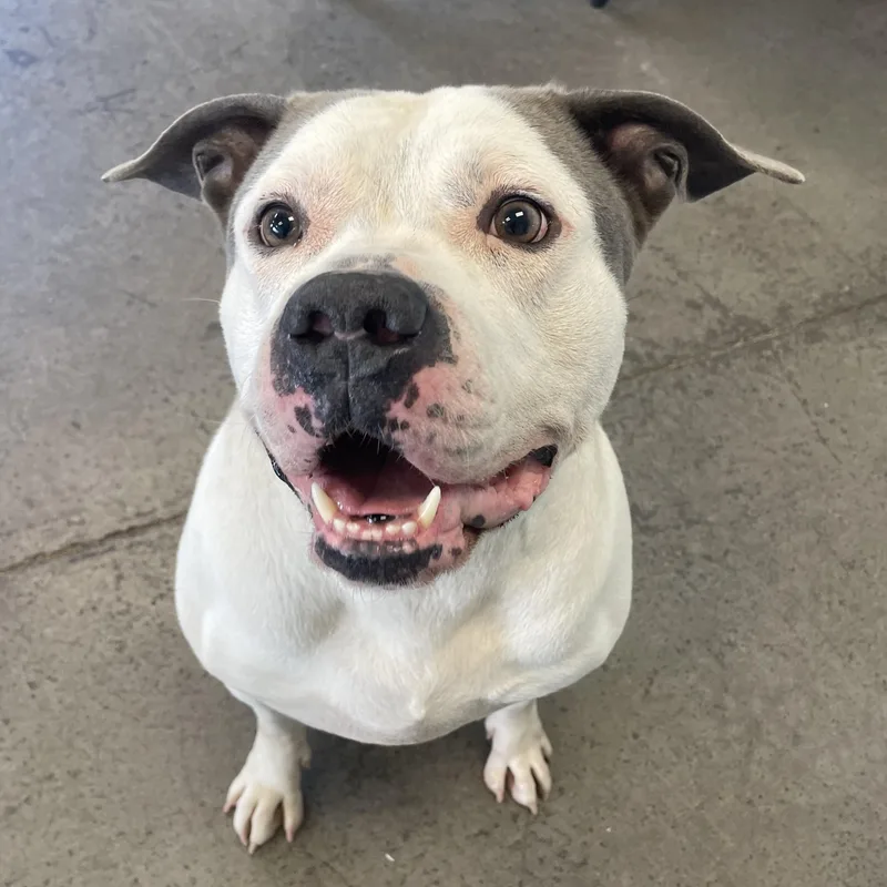 An adult large-sized male White / Cream Mixed Breed dog named Squish for adoption in Mishawaka, IN