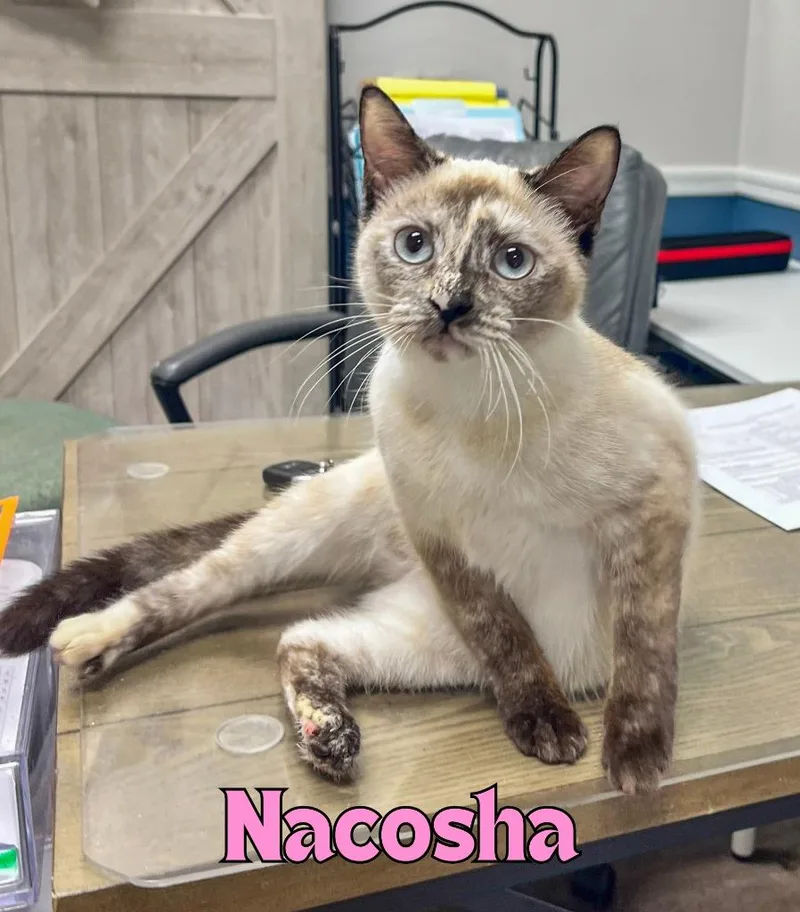 A young medium-sized female Domestic Short Hair cat named Nacosha for adoption in Rome, GA