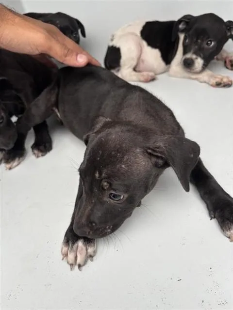 A baby small-sized female Pit Bull Terrier dog named A for adoption in Houston, TX