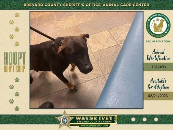 A young small-sized male Mixed Breed dog named Frank for adoption in Melbourne, FL