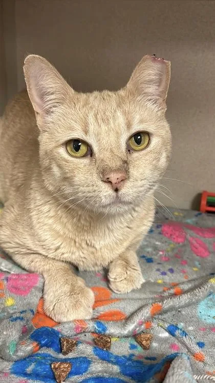 An adult medium-sized male Domestic Short Hair cat named King`s Hawaiian for adoption in Quakertown, PA