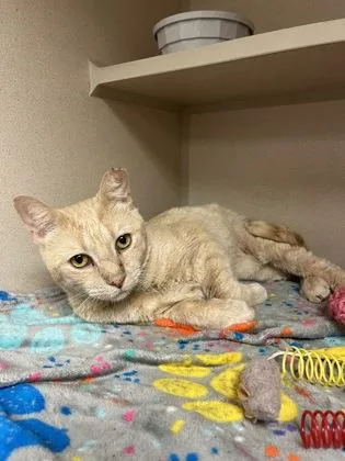 King`s Hawaiian thumbnail 2