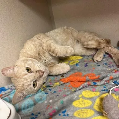 King`s Hawaiian thumbnail 3