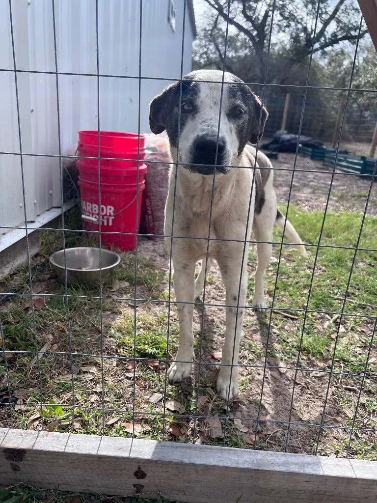 An adult medium-sized male Catahoula Leopard Dog dog named Washington for adoption in Rockport, TX