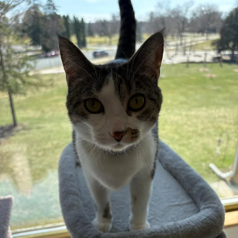 An adult small-sized female White Domestic Short Hair cat named Maisie for adoption in Rochester, MN