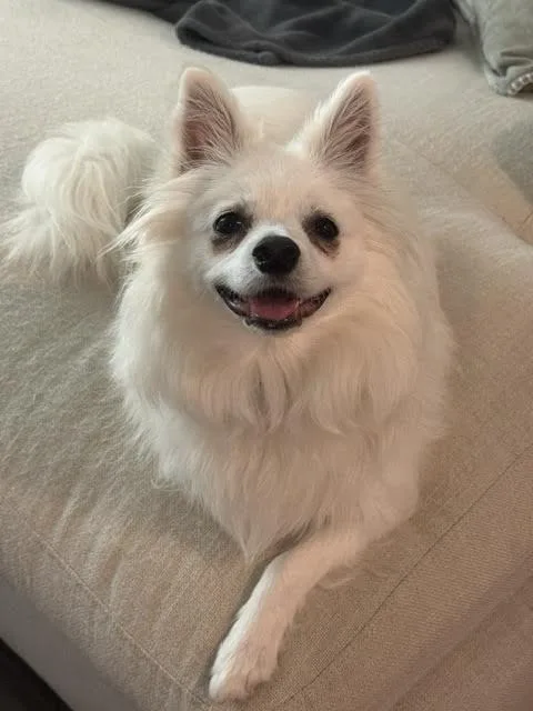A young small-sized female American Eskimo Dog dog named Luna of Charleston  for adoption in Randallstown, MD