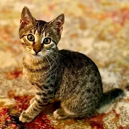 A baby small-sized male Brown / Chocolate Domestic Short Hair cat named Wilson for adoption in Green Bay, WI
