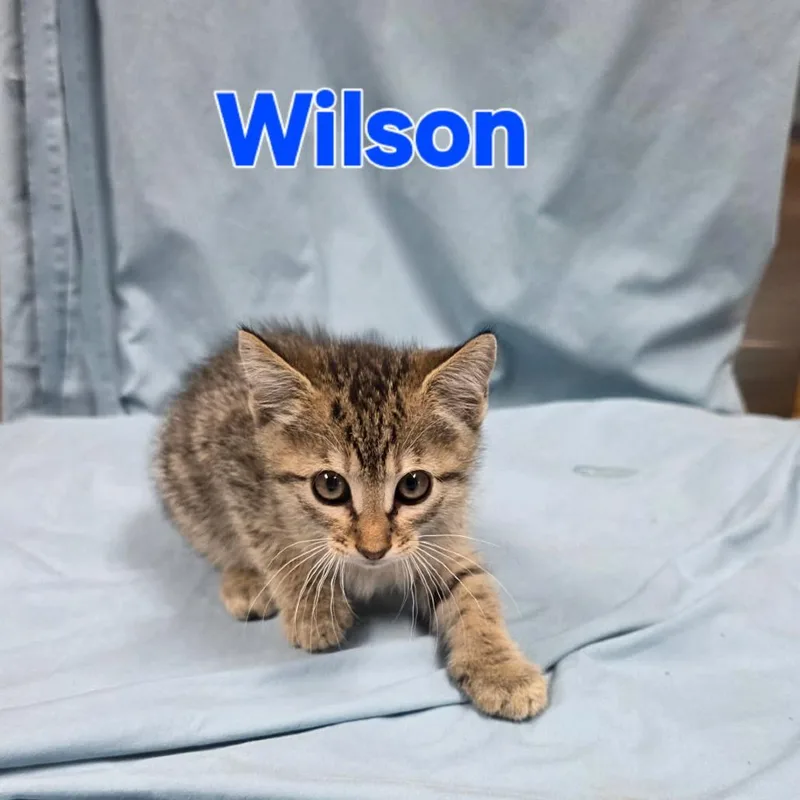 Wilson thumbnail 5