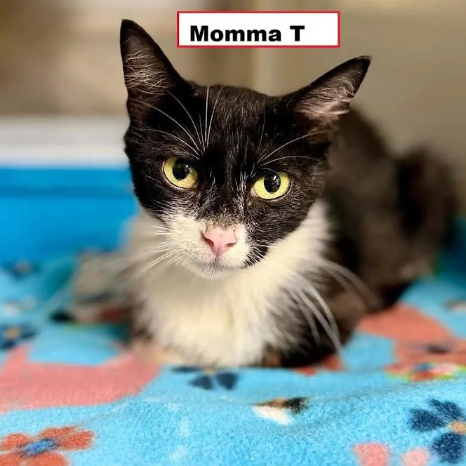 A young medium-sized female Domestic Short Hair cat named Momma T for adoption in Zimmerman, MN
