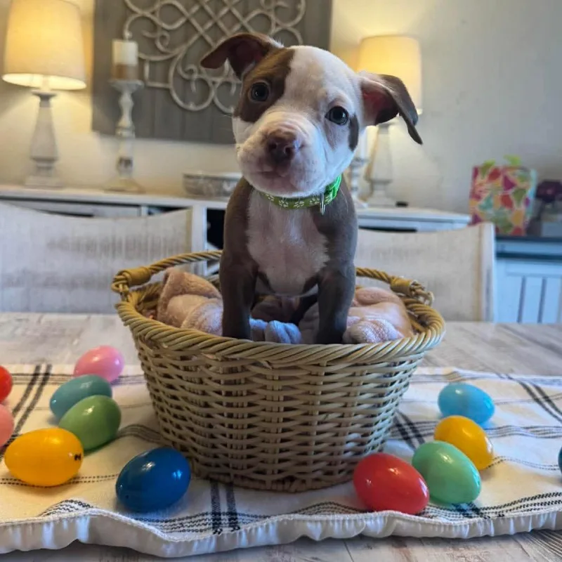 A baby small-sized female Brown / Chocolate Pit Bull Terrier dog named Oncilla for adoption in Buffalo, MN