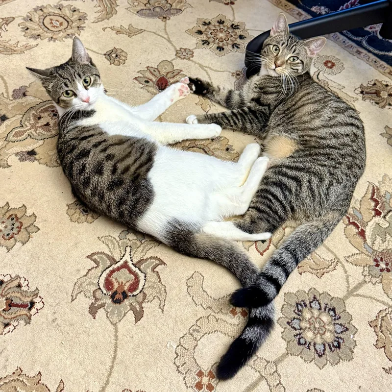 Mr. Green thumbnail 2