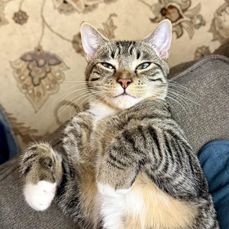 Mr. Green thumbnail 4