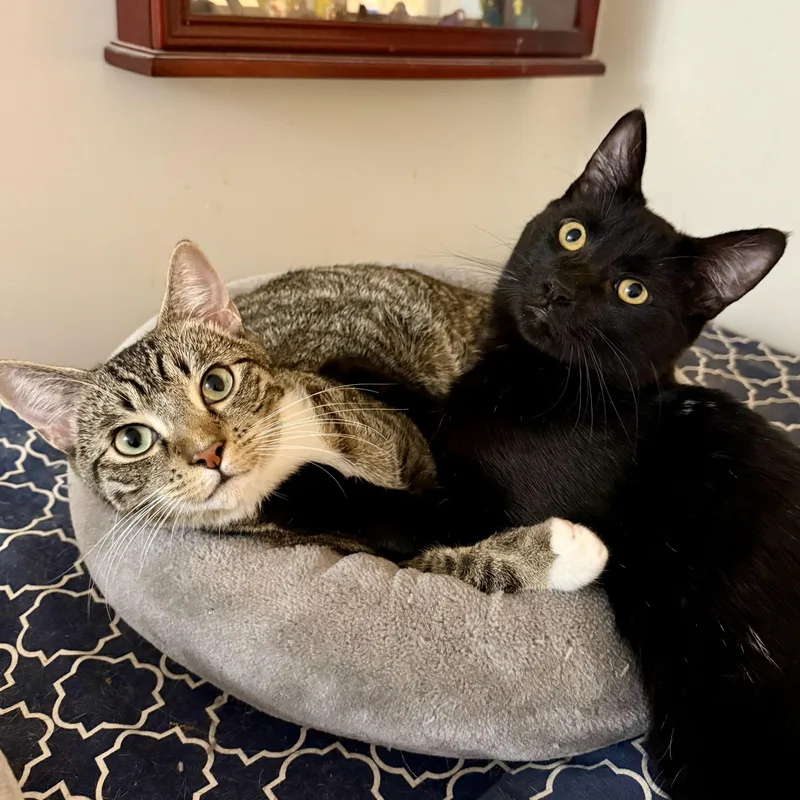 Mr. Green thumbnail 5