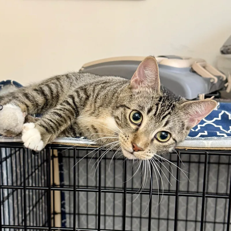 Mr. Green thumbnail 6