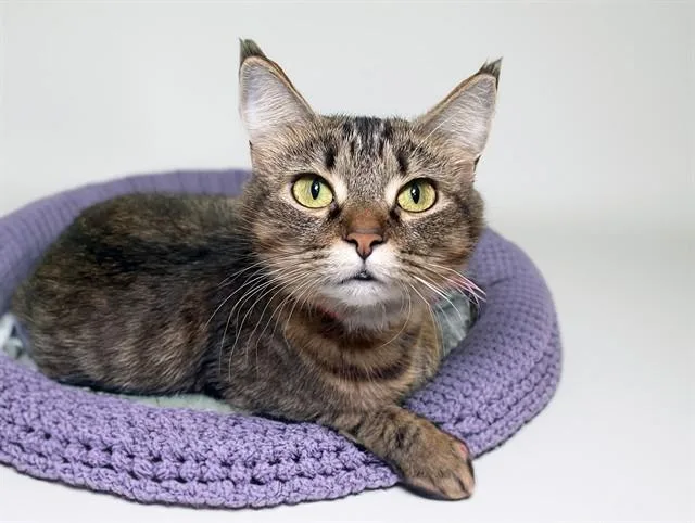 A young medium-sized female Domestic Long Hair cat named Melantho for adoption in Fort Lauderdale, FL