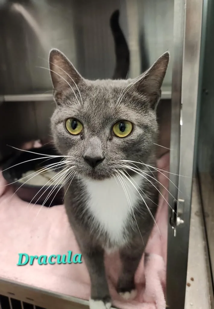 An adult medium-sized male Domestic Short Hair cat named Dracula for adoption in Cambridge, MD