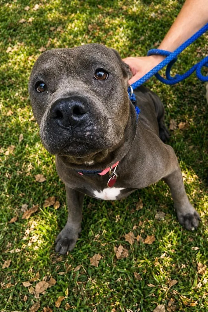 A senior medium-sized female Pit Bull Terrier dog named Brandy for adoption in Denham Springs, LA