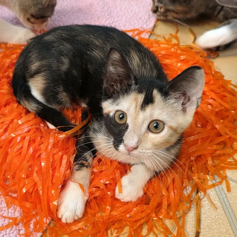 A baby small-sized female Black Domestic Short Hair cat named Variety pack for adoption in Carencro, LA