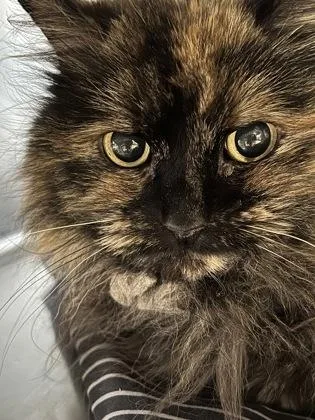 Cozy Mittens