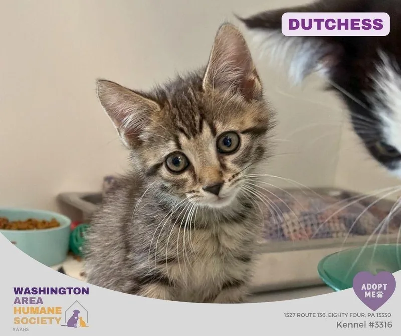 A baby small-sized female Tabby (Brown / Chocolate) Domestic Short Hair cat named Dutchess for adoption in Eighty Four, PA