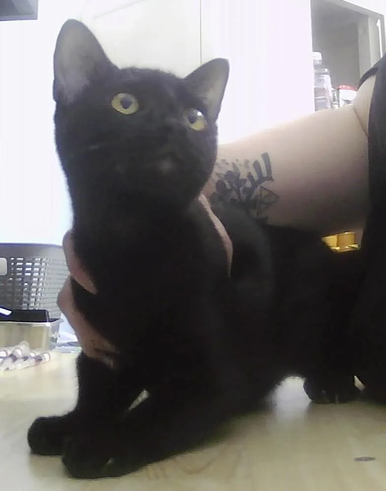 A baby medium-sized male Black Domestic Short Hair cat named Lucius for adoption in Anoka, MN