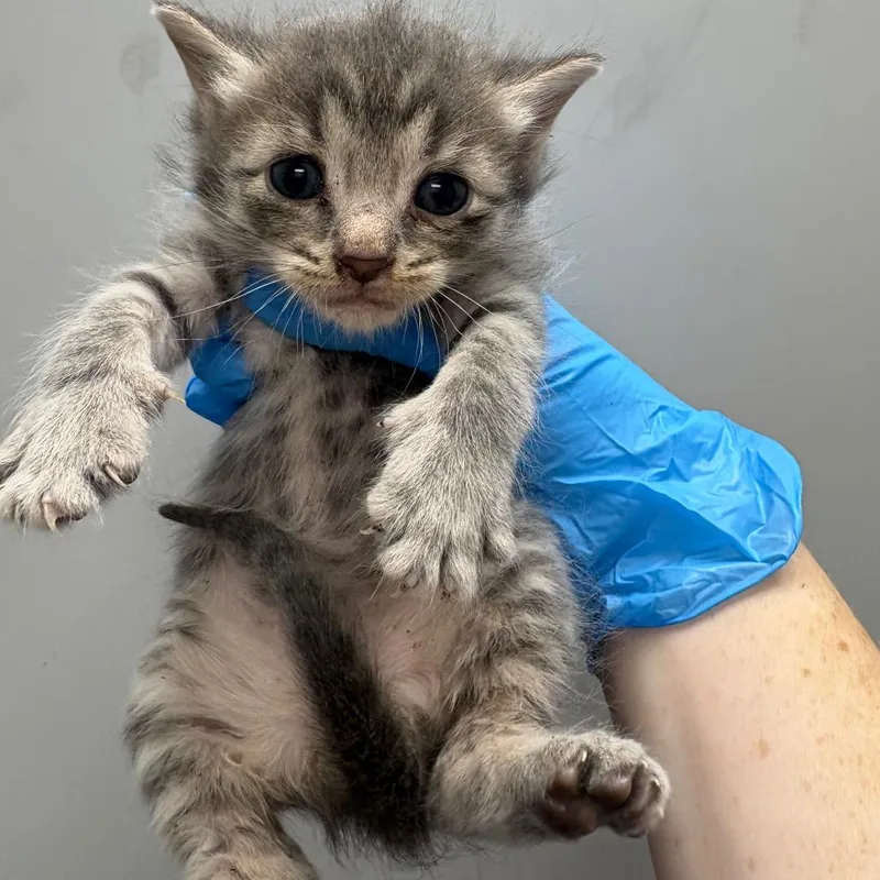 A baby small-sized male Gray / Blue / Silver Domestic Short Hair cat named Chicken Spaghetti for adoption in Columbiana, AL