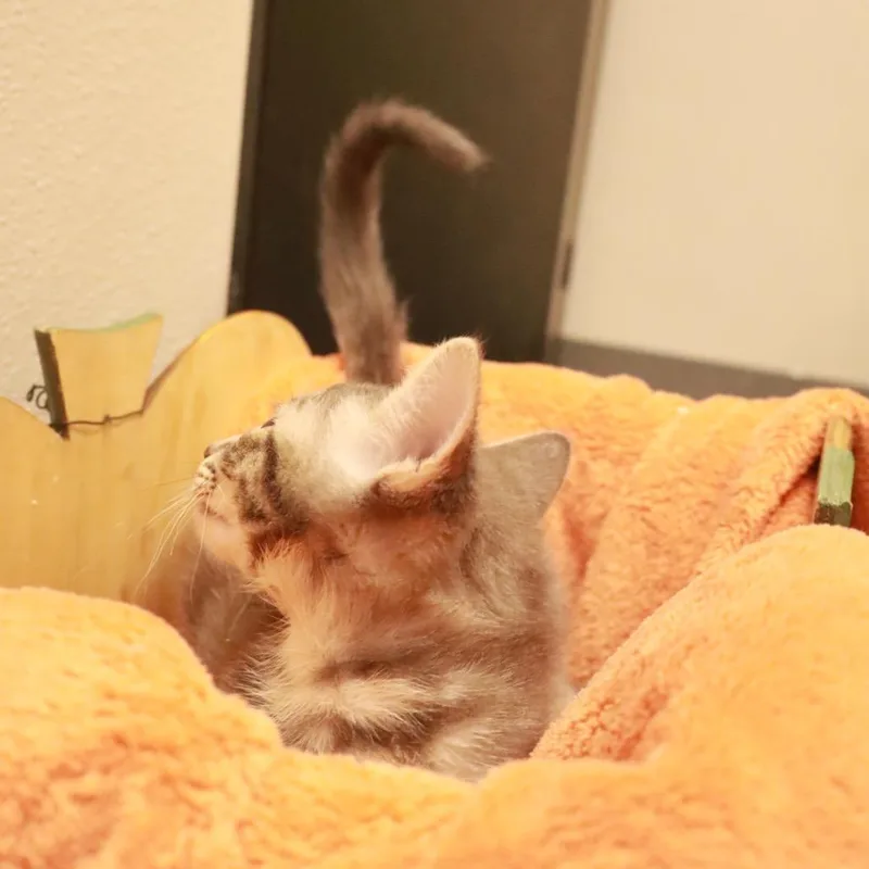 Chicken Spaghetti thumbnail 2