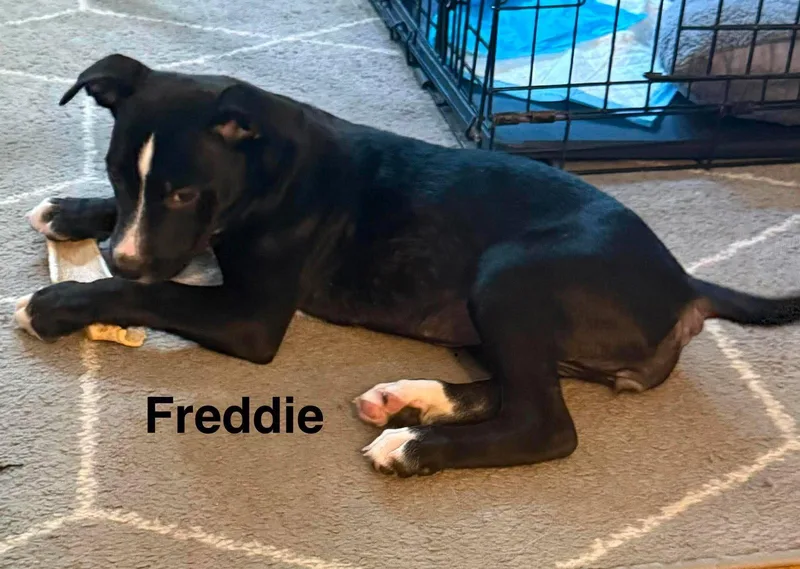 Freddie