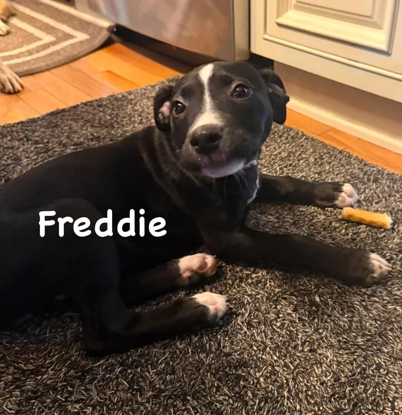 Freddie thumbnail 2