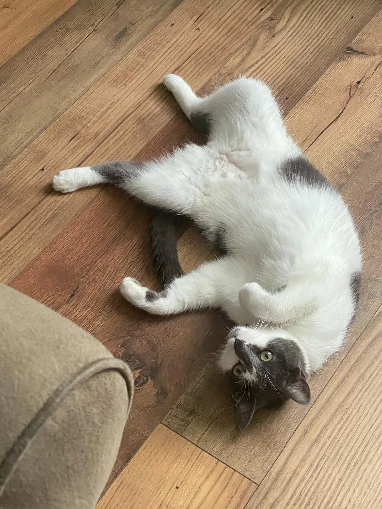 A young small-sized male Domestic Medium Hair cat named Tonto for adoption in Rockford, IL