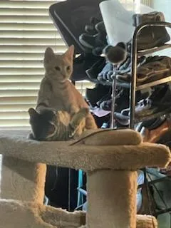 Rusty And Tangerine Siblings!! thumbnail 2