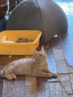 Rusty And Tangerine Siblings!! thumbnail 3