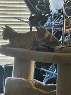 Rusty And Tangerine Siblings!! thumbnail 4