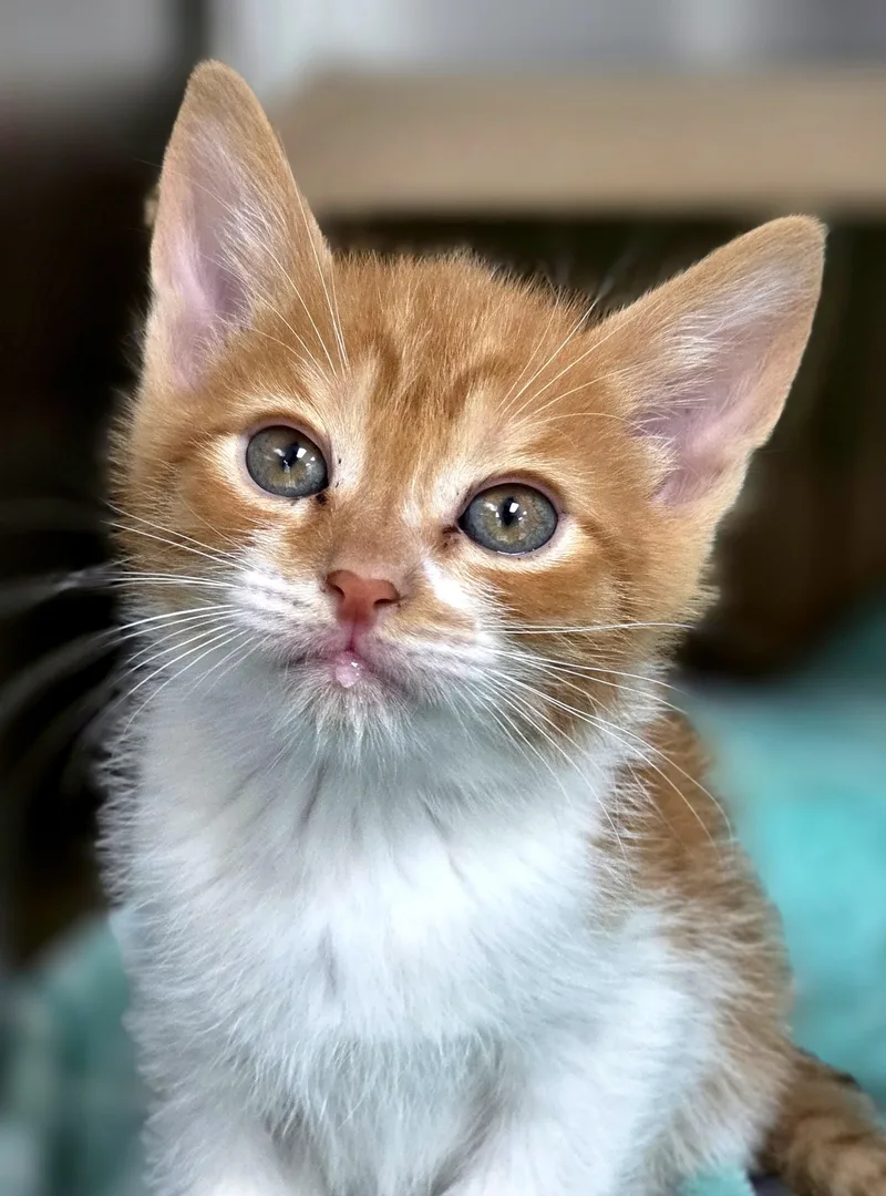 A baby medium-sized male Orange & White Domestic Short Hair cat named Han Solo for adoption in Beaverton, OR