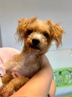 An adult small-sized female Red / Chestnut / Orange Miniature Schnauzer dog named Issa for adoption in Winter Haven, FL