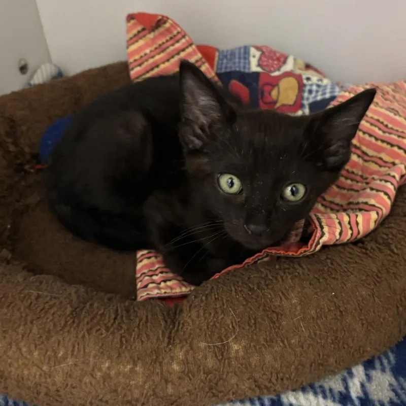 A baby small-sized male Black Domestic Short Hair cat named Caribbean for adoption in Kanab, UT