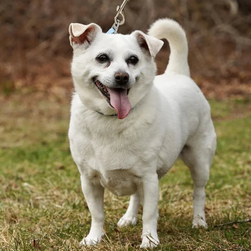 A senior small-sized female White / Cream Mixed Breed dog named Lexi for adoption in Scituate, MA