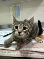 A young medium-sized female Tabby (Brown / Chocolate) Domestic Short Hair cat named Iota for adoption in Manitowoc, WI
